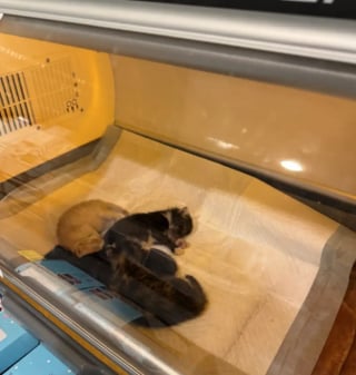 Illustration de l'article : Une chatte errante en fugue réapparaît là où tout a commencé pour retrouver ses chatons