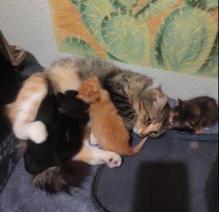 Illustration de l'article : Une chatte errante en fugue réapparaît là où tout a commencé pour retrouver ses chatons