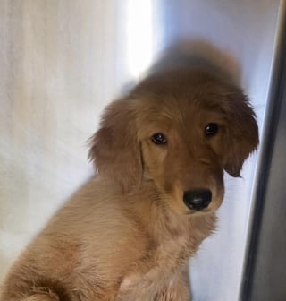 Illustration de l'article : Trouvés seuls au bord de la plage, ces 6 chiots Golden Retrievers sont adoptés avant même l’arrivée des bénévoles du refuge (vidéo)