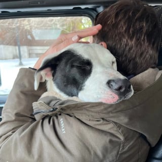 Illustration de l'article : Découvert seul dans la rue et transi de froid, un chien errant fond dans les bras de sa sauveuse qui lui offre un nouveau départ