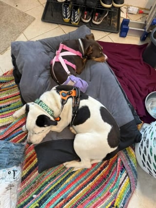 Illustration de l'article : Découvert seul dans la rue et transi de froid, un chien errant fond dans les bras de sa sauveuse qui lui offre un nouveau départ
