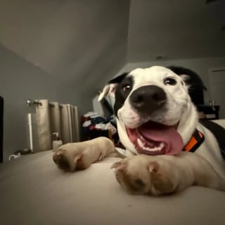 Illustration de l'article : Découvert seul dans la rue et transi de froid, un chien errant fond dans les bras de sa sauveuse qui lui offre un nouveau départ