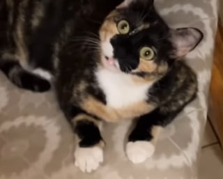 Illustration de l'article : Elle adopte une chatte qu'elle croit sourde ou malvoyante mais découvre qu'elle est tout simplement "spéciale" (vidéo)