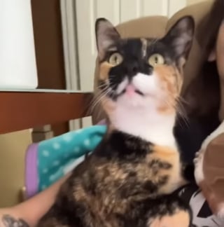 Illustration de l'article : Elle adopte une chatte qu'elle croit sourde ou malvoyante mais découvre qu'elle est tout simplement "spéciale" (vidéo)