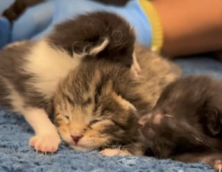 Illustration de l'article : Dans ce refuge, une chatte sans famille est devenue maman pour des chatons orphelins (vidéo)