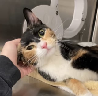Illustration de l'article : Dans ce refuge, une chatte sans famille est devenue maman pour des chatons orphelins (vidéo)