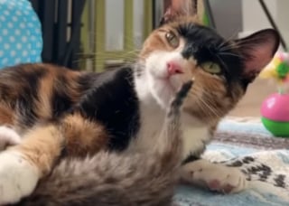 Illustration de l'article : Dans ce refuge, une chatte sans famille est devenue maman pour des chatons orphelins (vidéo)