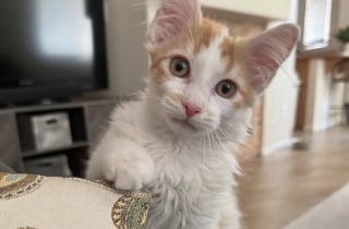 Illustration de l'article : Ce chaton blessé restait prostré dans sa caisse, il est devenu une boule d’énergie grâce à sa sauveuse