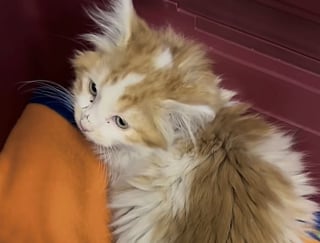 Illustration de l'article : Ce chaton blessé restait prostré dans sa caisse, il est devenu une boule d’énergie grâce à sa sauveuse
