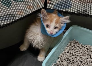 Illustration de l'article : Ce chaton blessé restait prostré dans sa caisse, il est devenu une boule d’énergie grâce à sa sauveuse