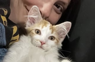 Illustration de l'article : Ce chaton blessé restait prostré dans sa caisse, il est devenu une boule d’énergie grâce à sa sauveuse