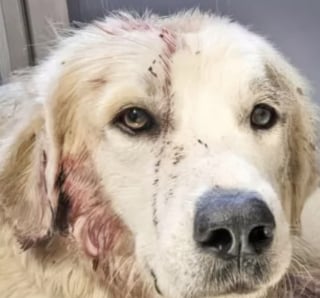 Illustration de l'article : Blessé par balle par un agriculteur mécontent de trouver un chien errant sur son terrain, Reed a pu compter sur l’aide précieuse d’une bonne âme canine