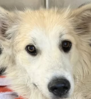 Illustration de l'article : Blessé par balle par un agriculteur mécontent de trouver un chien errant sur son terrain, Reed a pu compter sur l’aide précieuse d’une bonne âme canine