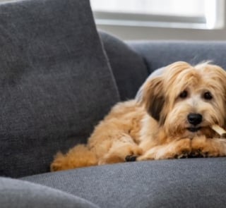 Illustration de l'article : Le chien perdu de Brian Lara, une légende du cricket, est retrouvé sain et sauf après son poignant appel à l'aide sur Instagram