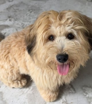 Illustration de l'article : Le chien perdu de Brian Lara, une légende du cricket, est retrouvé sain et sauf après son poignant appel à l'aide sur Instagram
