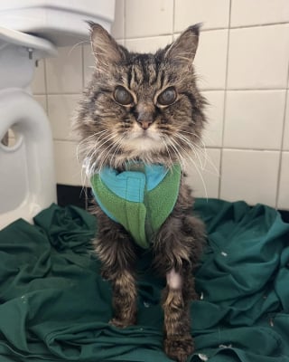 Illustration de l'article : Trouvée errante à l'âge de 17 ans, cette chatte affaiblie et en sous-poids reprend goût à la vie grâce à ses bienfaiteurs
