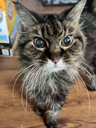 Illustration de l'article : Trouvée errante à l'âge de 17 ans, cette chatte affaiblie et en sous-poids reprend goût à la vie grâce à ses bienfaiteurs