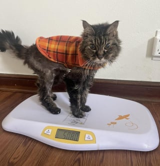 Illustration de l'article : Trouvée errante à l'âge de 17 ans, cette chatte affaiblie et en sous-poids reprend goût à la vie grâce à ses bienfaiteurs