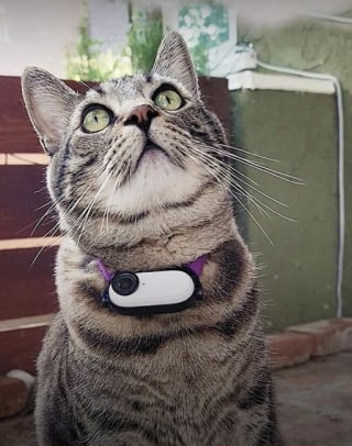 Illustration de l'article : Ce chat romantique collecte des ordures pour tenter de conquérir le cœur de sa voisine (vidéo)