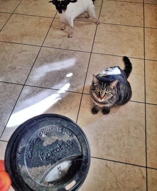Illustration de l'article : Ce chat romantique collecte des ordures pour tenter de conquérir le cœur de sa voisine (vidéo)