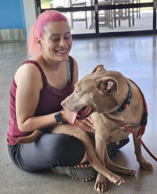 Illustration de l'article : 2 chiens de refuge dont l’un retrouvé enchaîné avec un cadenas trouvent enfin l’amour au sein d'une même famille au grand cœur