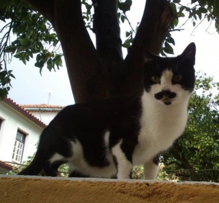 Illustration de l'article : 15 photos surprenantes de chats qui arborent un pelage tr&egrave;s particulier