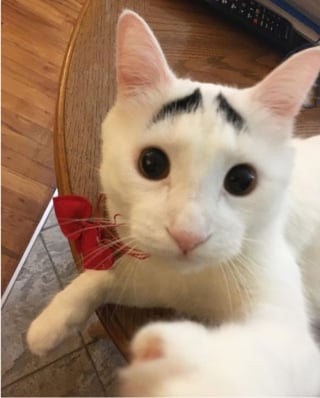 Illustration de l'article : 15 photos surprenantes de chats qui arborent un pelage tr&egrave;s particulier