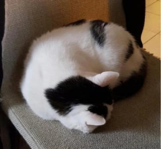 Illustration de l'article : 15 photos surprenantes de chats qui arborent un pelage tr&egrave;s particulier