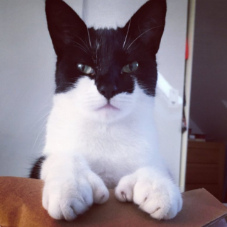 Illustration de l'article : 15 photos surprenantes de chats qui arborent un pelage tr&egrave;s particulier