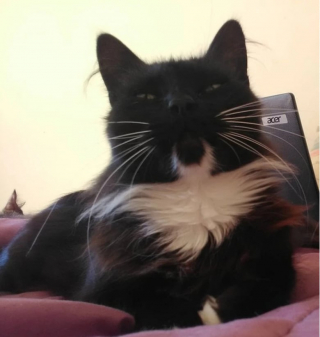 Illustration de l'article : 15 photos surprenantes de chats qui arborent un pelage tr&egrave;s particulier