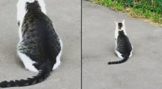 Illustration de l'article : 15 photos surprenantes de chats qui arborent un pelage tr&egrave;s particulier