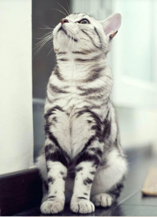 Illustration de l'article : 15 photos surprenantes de chats qui arborent un pelage tr&egrave;s particulier