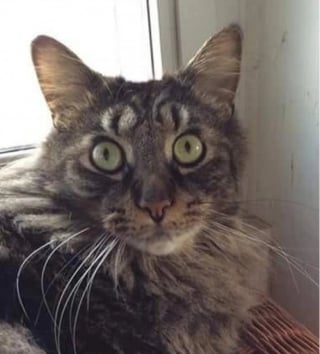 Illustration de l'article : 15 photos surprenantes de chats qui arborent un pelage tr&egrave;s particulier