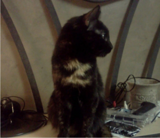 Illustration de l'article : 15 photos surprenantes de chats qui arborent un pelage tr&egrave;s particulier