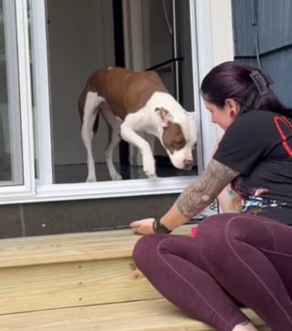 Illustration de l'article : Cette chienne parvient à surmonter sa peur des marches pour accéder au jardin grâce à une porte sur mesure et beaucoup d’amour (vidéo)