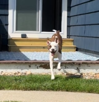 Illustration de l'article : Cette chienne parvient à surmonter sa peur des marches pour accéder au jardin grâce à une porte sur mesure et beaucoup d’amour (vidéo)