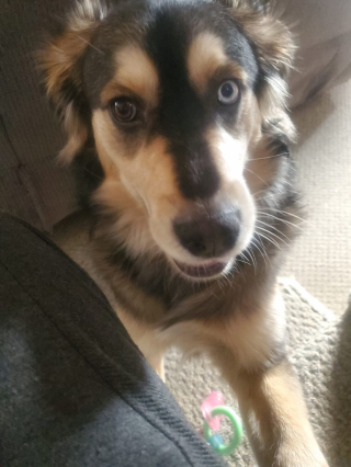 Illustration de l'article : Un chiot saute sur la poitrine de son maître victime d'une crise cardiaque pendant des heures et lui sauve la vie