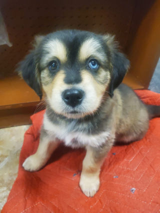 Illustration de l'article : Un chiot saute sur la poitrine de son maître victime d'une crise cardiaque pendant des heures et lui sauve la vie