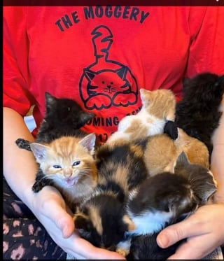 Illustration de l'article : Une équipe de bénévoles découvre avec horreur 26 chatons abandonnés aux portes de leur refuge et en profite pour lancer un message très fort