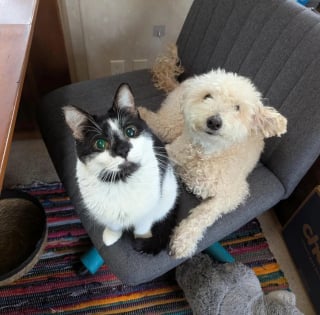 Illustration de l'article : 14 chiens et chats qui vous feront passer du rire aux larmes