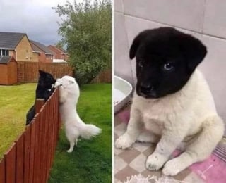 Illustration de l'article : 14 chiens et chats qui vous feront passer du rire aux larmes