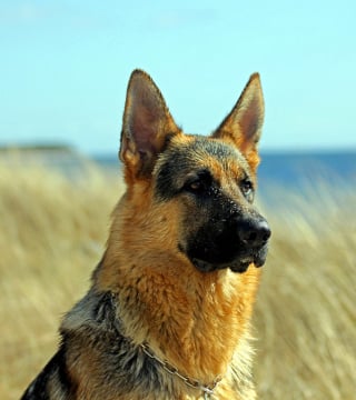 Illustration de l'article : 11 races de chiens dont l’aboiement est significatif