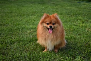 Illustration de l'article : 11 races de chiens dont l’aboiement est significatif