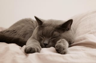 Illustration de l'article : 15 comportements par lesquels un chat témoigne son amour à son maître