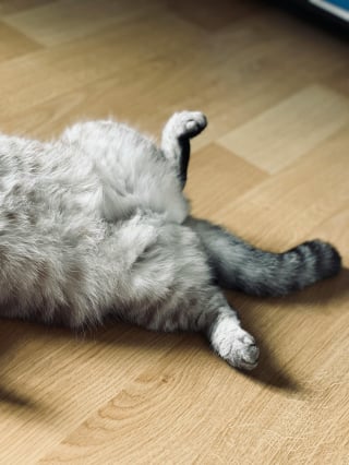 Illustration de l'article : 15 comportements par lesquels un chat témoigne son amour à son maître