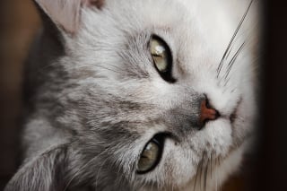 Illustration de l'article : 15 comportements par lesquels un chat témoigne son amour à son maître