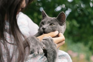 Illustration de l'article : 15 comportements par lesquels un chat témoigne son amour à son maître