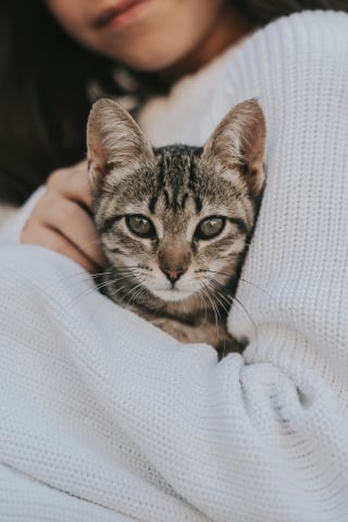 Illustration de l'article : 15 comportements par lesquels un chat témoigne son amour à son maître