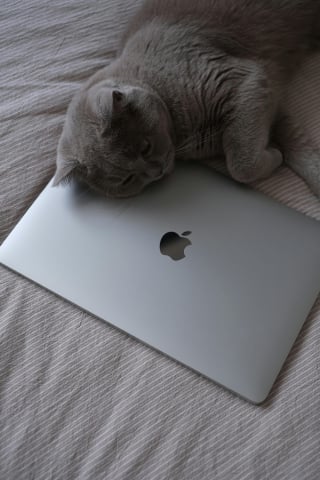 Illustration de l'article : 15 comportements par lesquels un chat témoigne son amour à son maître