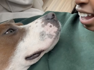 Illustration de l'article : Le regard aimant et tendre de cette chienne envers sa mère d’accueil en dit long sur son soulagement (vidéo)